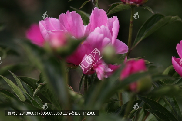 大芍药,红芍药花,蓓蕾,药材