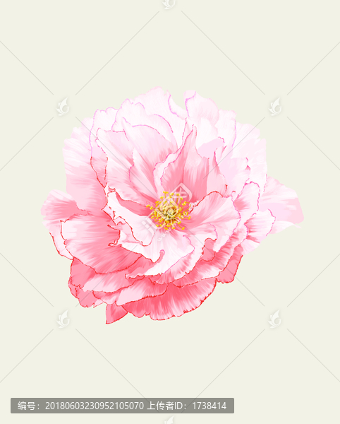 櫻花,花頭