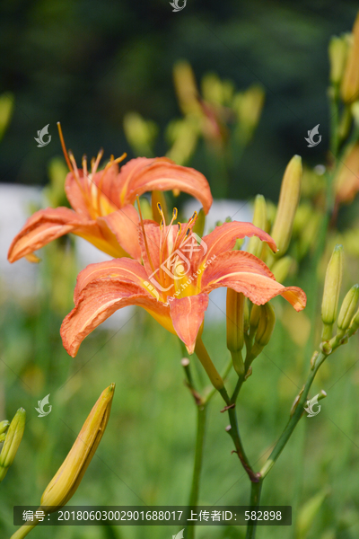 黄花菜