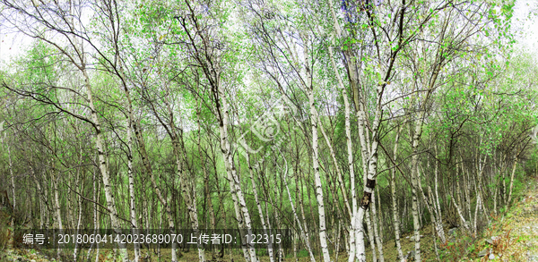 嫩绿的树林,全景大图