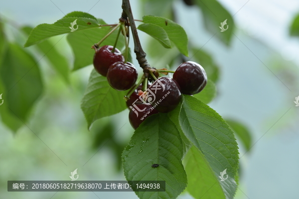 汶川车厘子大樱桃