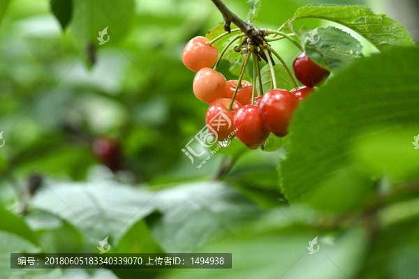 汶川车厘子大樱桃