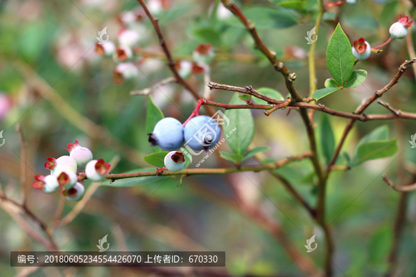 有机蓝莓