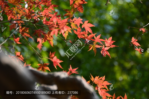 红枫叶