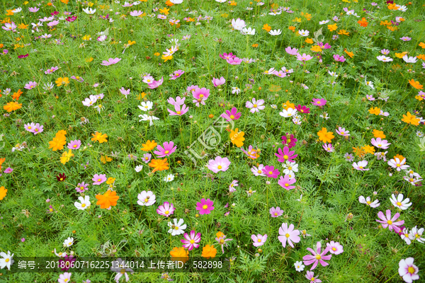 格桑花背景