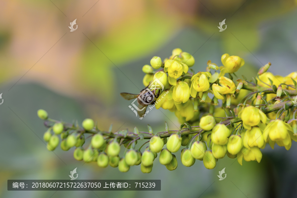 十大功劳花朵特写