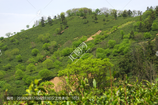 茶山春色