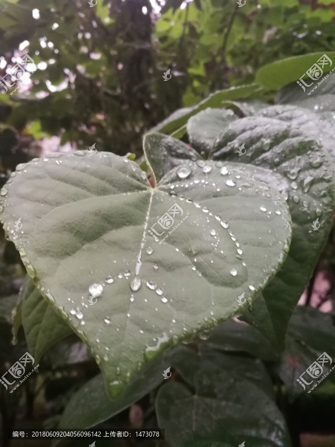 雨中