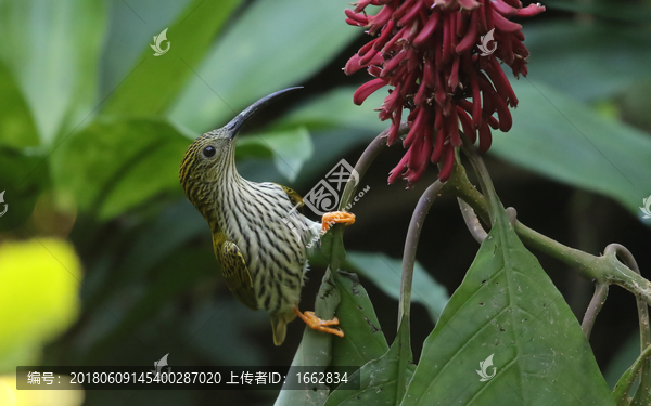 纹背捕蛛鸟