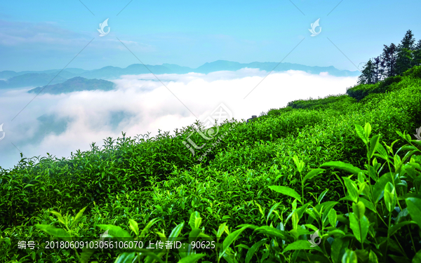 天上茶园,种植,基地,绿色种植