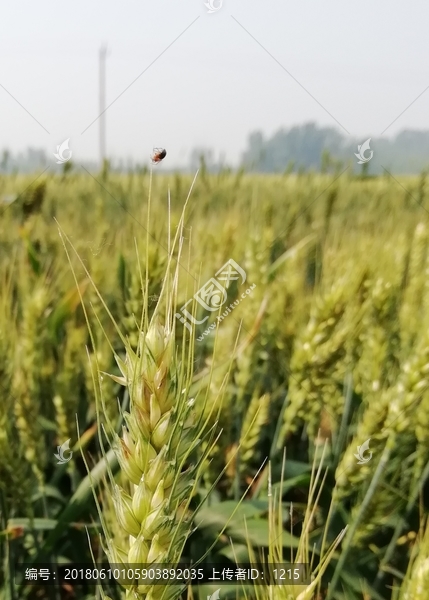 麦穗蜘蛛