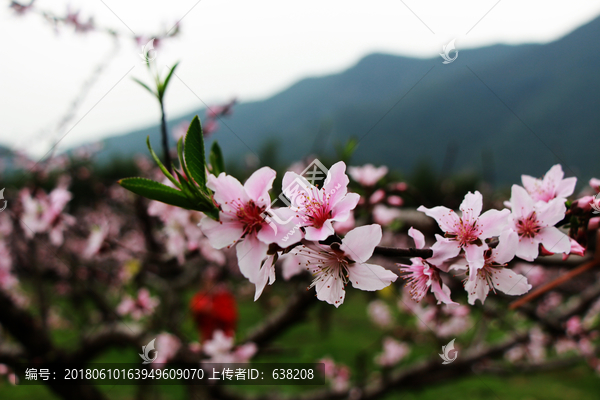 桃花