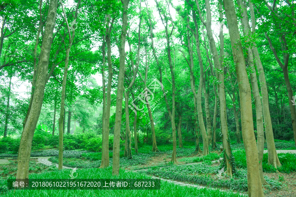 绿树林森林
