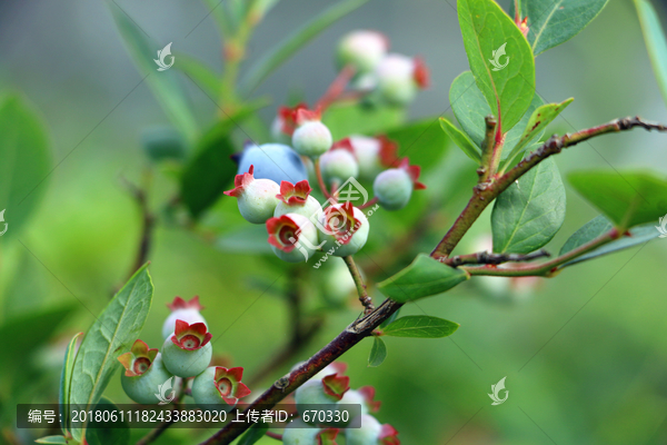 未成熟蓝莓