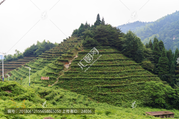 南岳衡山,毗卢茶园