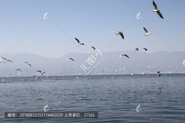 大理洱海海鸥