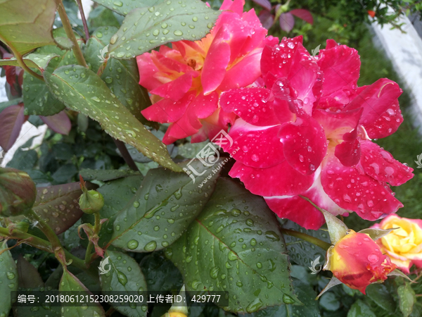 雨后月季花