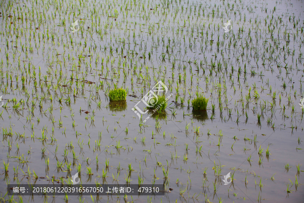 水稻田,春天,初春