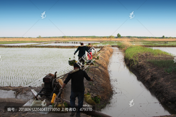 水稻田,春天,初春