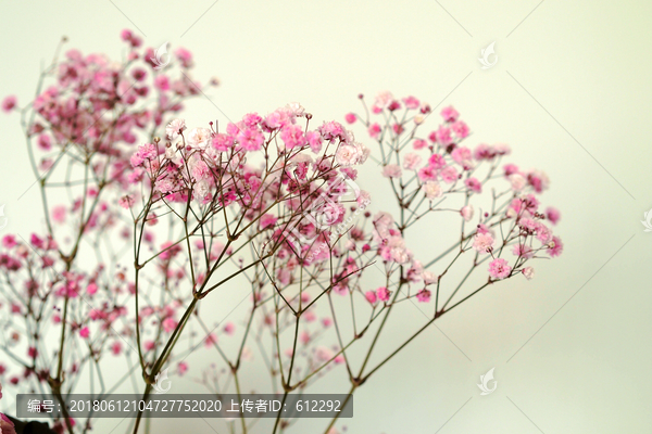 花,花卉,花枝