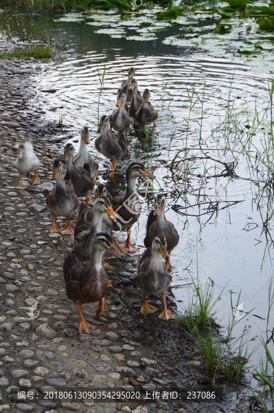 池塘边的鸭群