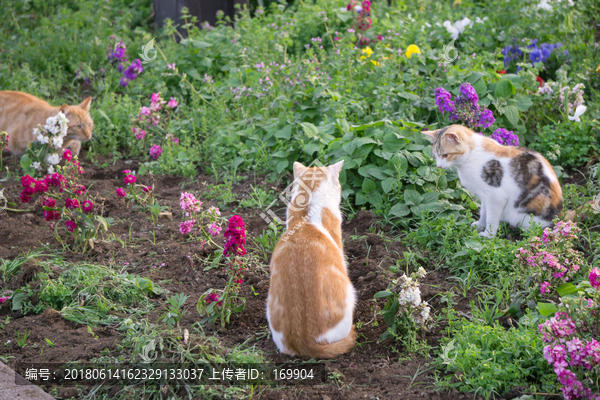 花园的小猫