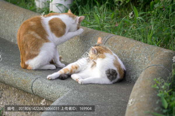 公猫母猫,流浪猫