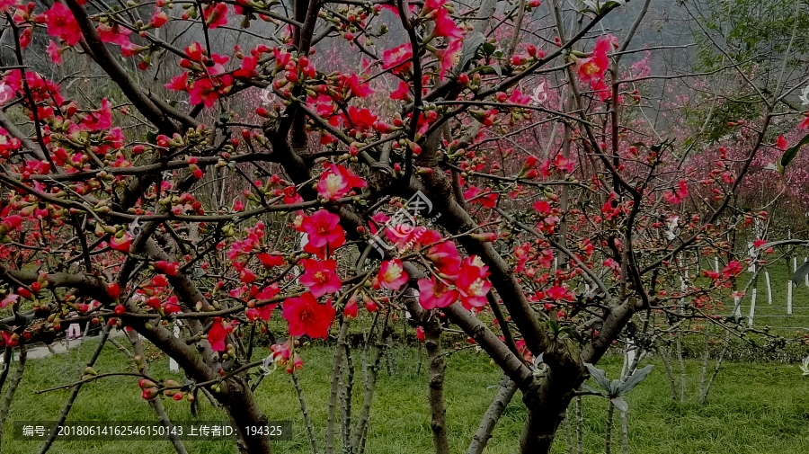 迎春花