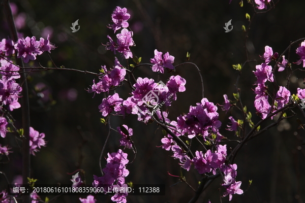 达子香,兴安杜鹃,迎山红,野花