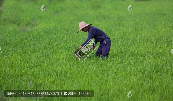 锄禾,水稻稻田,田间劳动