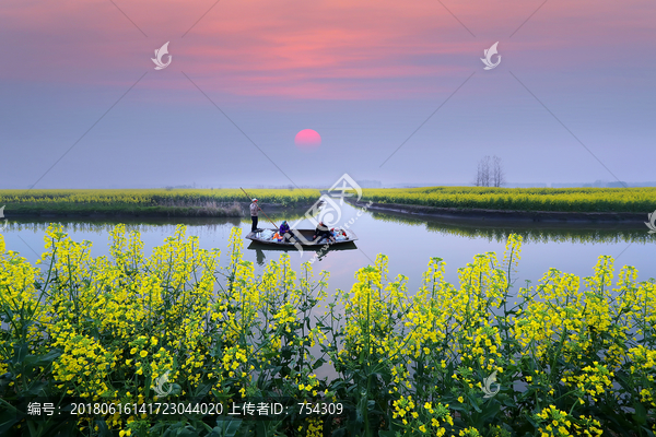 油菜花