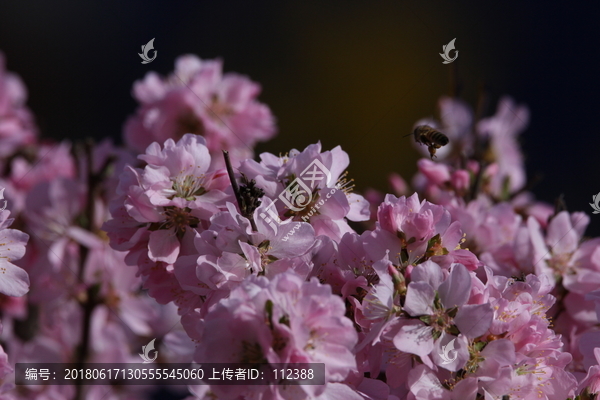 桃花,小桃红,蜜蜂,采蜜,粉花