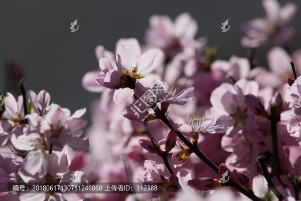 桃花,小桃红,粉花,春天,花卉