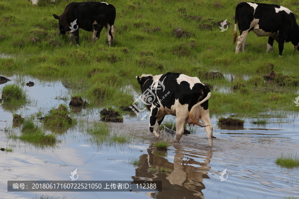 奶牛,牛奶,草原,内蒙古,呼伦