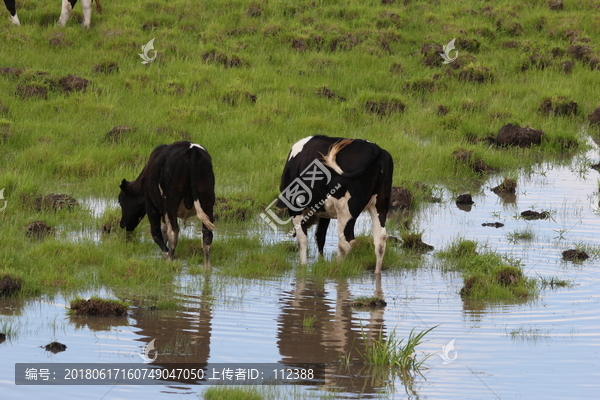 奶牛,牛奶,草原,内蒙古,呼伦