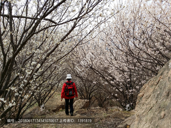 山东青岛,城阳区,棉花村,春色