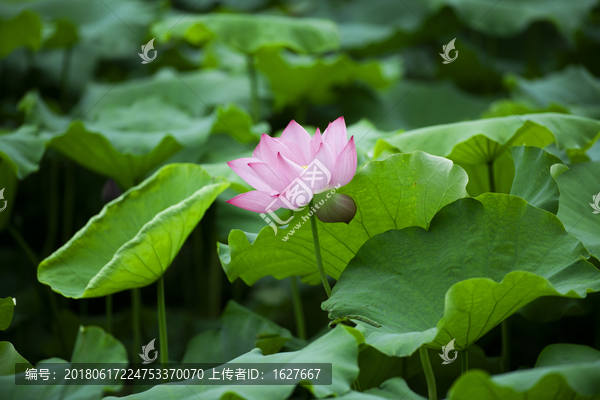 高清何花图