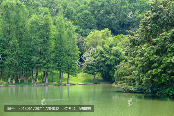 阳光绿树背景