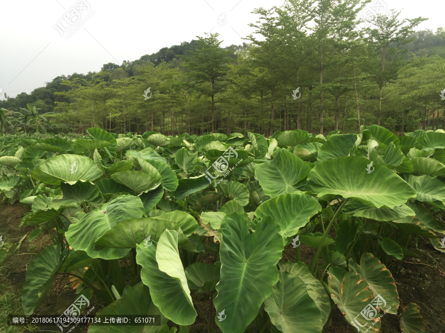 芋头种植