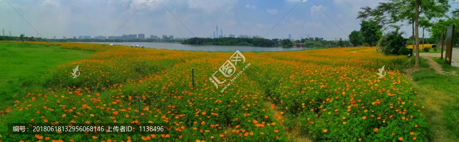 海珠湖波斯菊