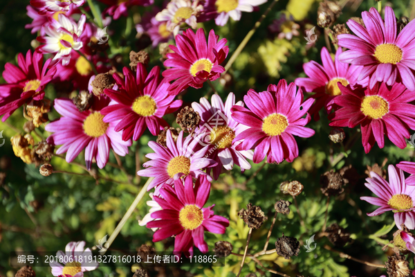 野生菊花生死与共