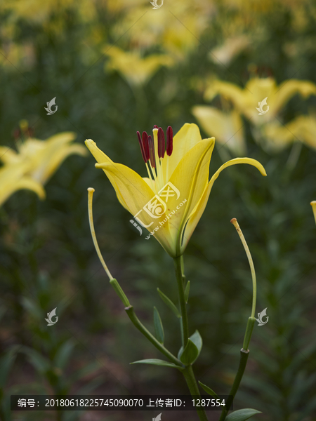 黄色百合花