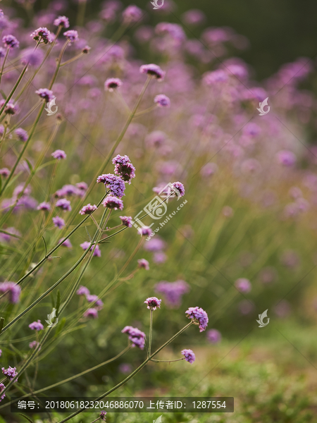 马鞭草花