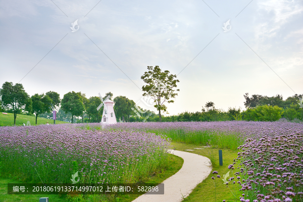 紫色花海小道