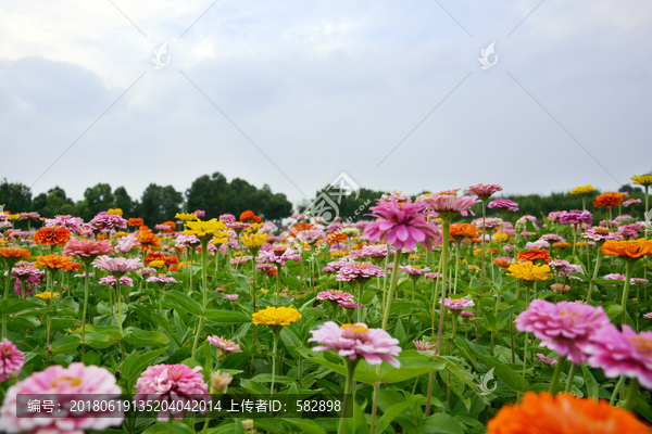 唯美花开