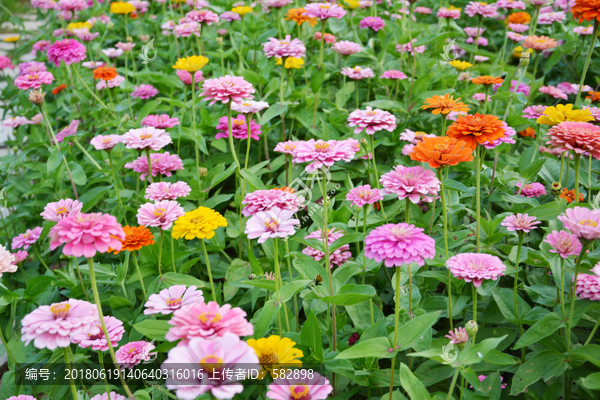 百日菊花朵背景