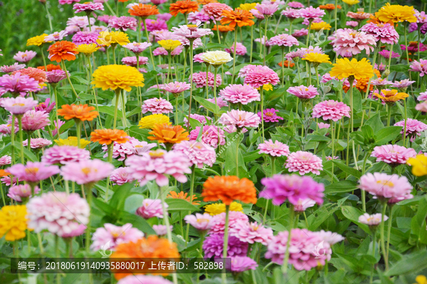 百日菊花朵背景