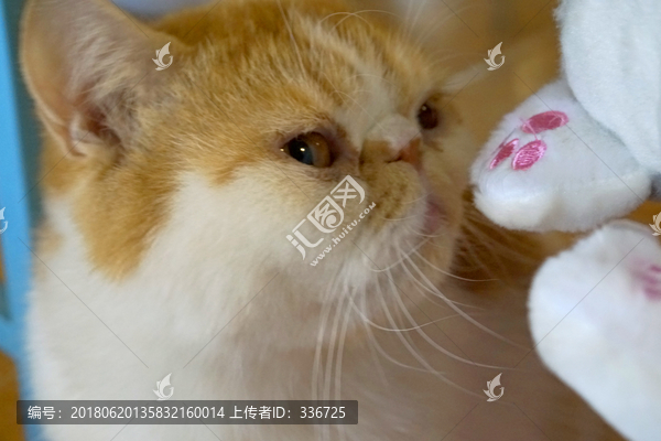 加菲猫,异国短毛猫,猫咪