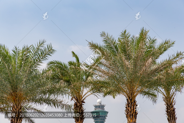 航空塔台棕榈树