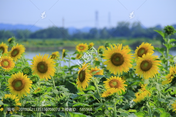 百亩向日葵花海